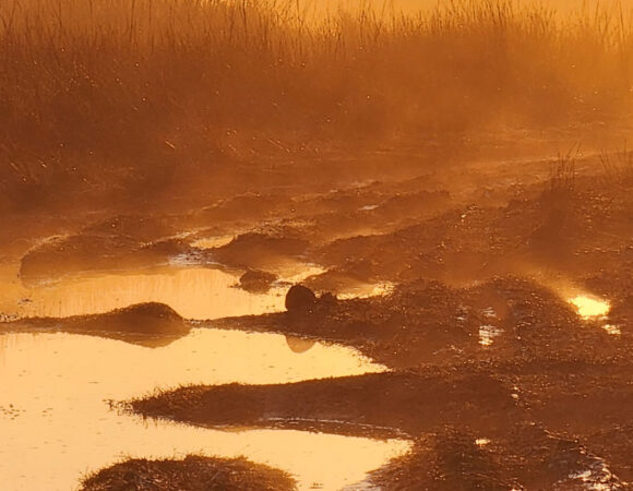 JIm Corbett National Park